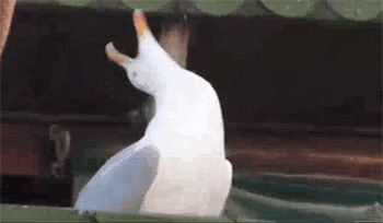 一只仰天大笑的鹅gif_海鸥仰天大笑表情包（无字幕版）